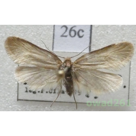 Taleporia politella (Ochsenheimer, 1816) Slovakia26c